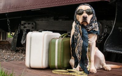 I think I need a Pet Sitter…How Does This Work?