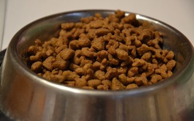 5 Reasons Why Dry Cat Food May Not Be The Best Choice