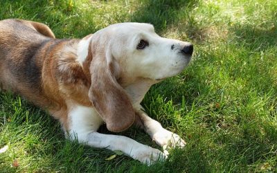 Going On Vacation When You Have A Senior Dog