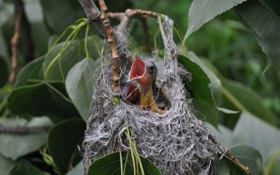 Help! I Found a Baby Bird!