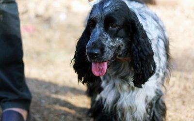 Five Reasons Why Your Dog Walker Hates Retractable Leashes