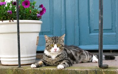 Your Pet Sitter Is Also Your House Sitter