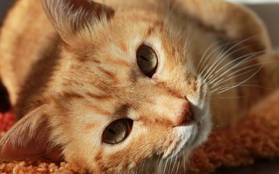 Why We Don’t Do Every Other Day Visits For Cats