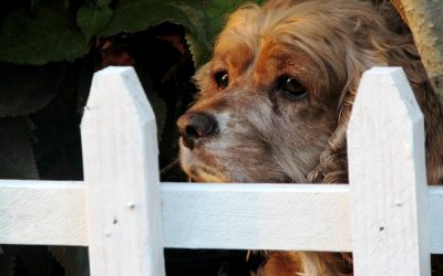 A Word About Invisible Fences