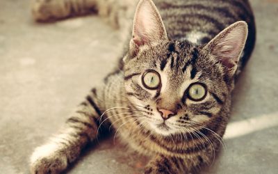 Let’s Talk About Litter Boxes