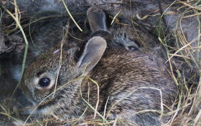 Help! I Found A Baby Bunny!