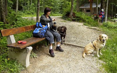 Fun Places To Walk Your Dog In Lower Bucks