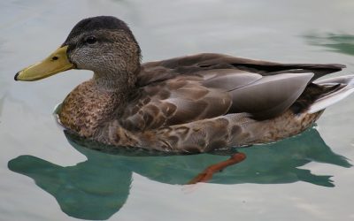 Is It Okay To Feed Bread To Ducks?