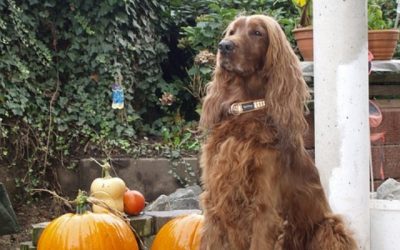 Keeping Pets Safe On Halloween