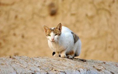 A Word About The Feral Cat Problem