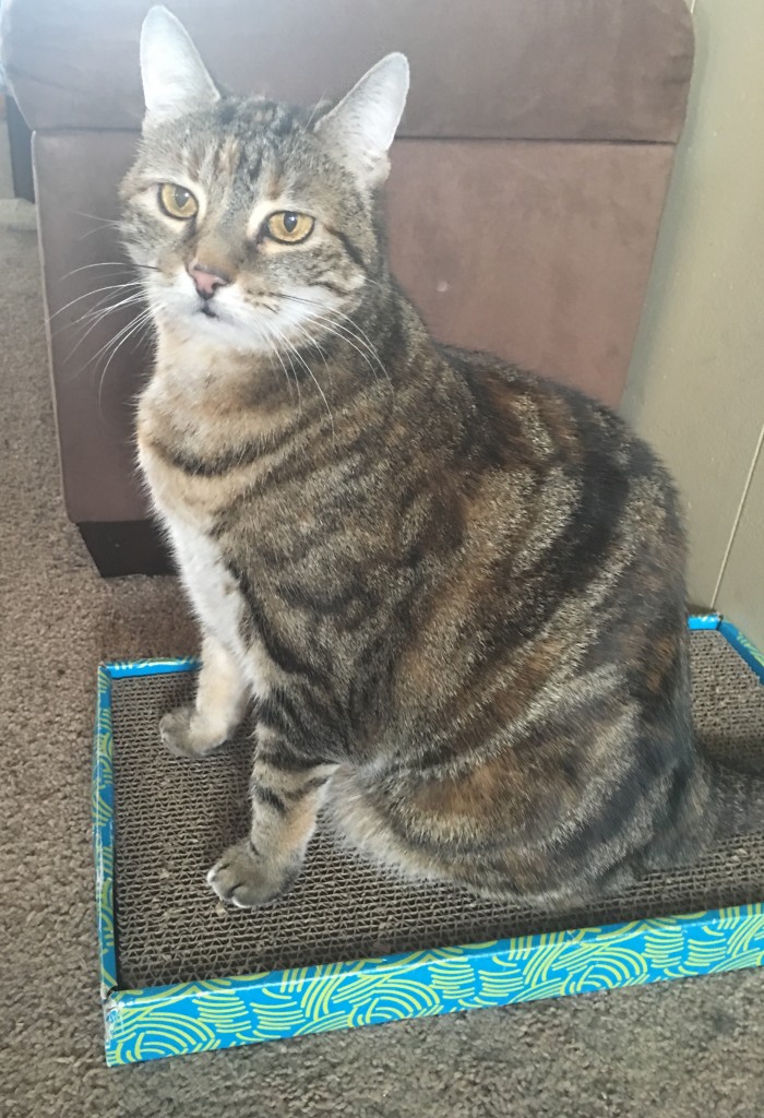 A Tale Of Three Tabbies A Weight Loss Journey Professional Pet