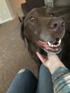 chocolate lab with pet sitter