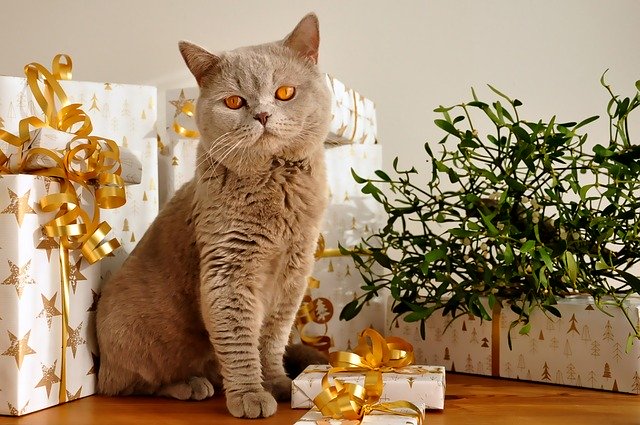 cat with Christmas decorations