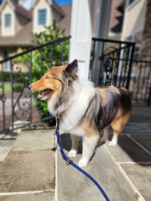 Shetland sheepdog.